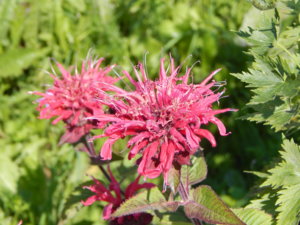 DSCN7176.JPG