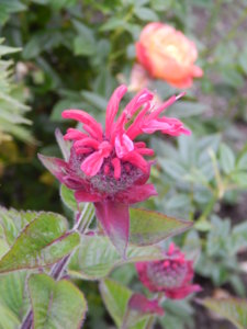 DSCN7031.JPG