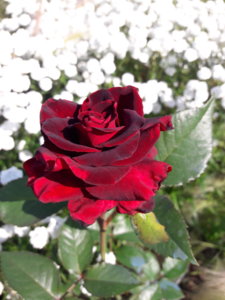 20180717_101757.jpg