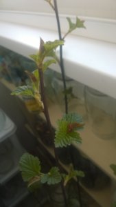 WP_20180325_001.jpg