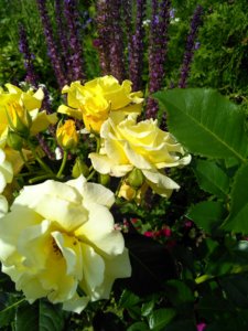IMG_20160714_155440_HDR.jpg