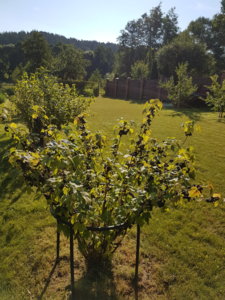 20180708_081210.jpg