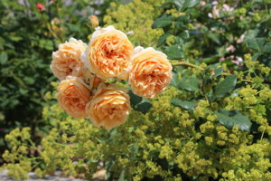 IMG_7364.JPG