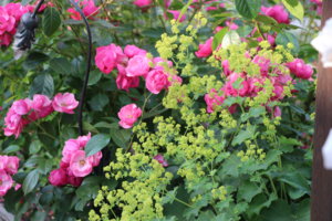 IMG_7067.JPG