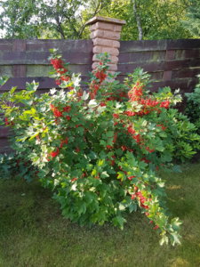 20180710_074137.jpg