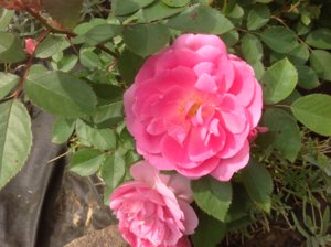IMG_3945.JPG