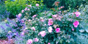 20180623_121356.jpg