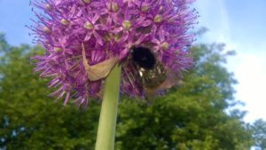 WP_20170527_004.jpg