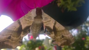 WP_20170725_003.jpg