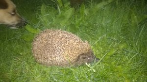 WP_20170624_013.jpg