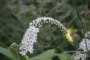 IMG_7516.JPG
