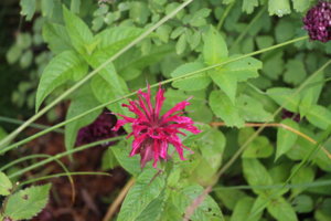 IMG_8520.JPG