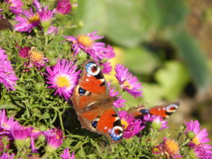 DSCN4551.JPG
