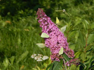 DSCN4555.JPG