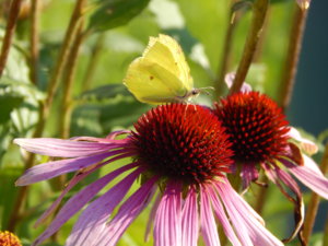 DSCN4566.JPG