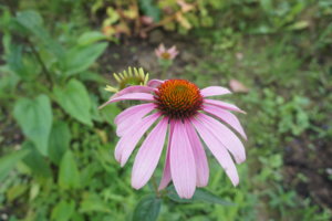 DSC00732.JPG
