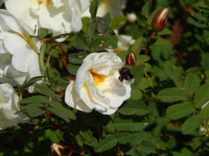 DSCN5329.JPG