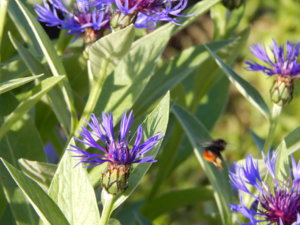 DSCN7802.JPG
