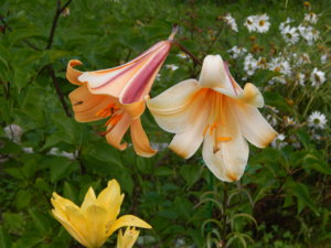 DSCN4071.JPG