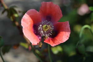 IMG_7852.JPG