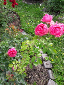 20180724_100506.jpg