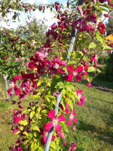 20180725_073044.jpg