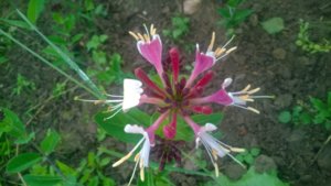 WP_20180614_013.jpg
