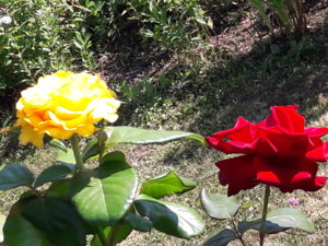 20180802_143437.jpg