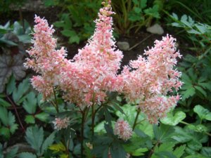 2018.08.12_Astilbe Younique Salmon (Астильба Юник Сальмон)_ CIMG3153.JPG