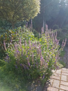 20180802_164410.jpg