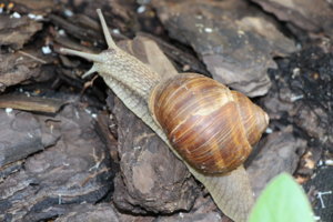 IMG_9222.JPG