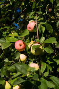 img-p-1090318_resize.jpg