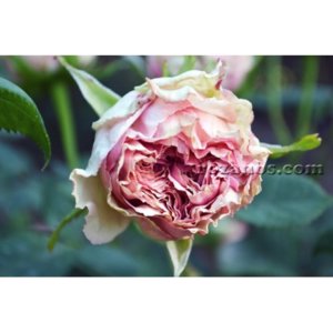 dzhim2-500x500.jpg
