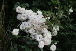 IMG_9267.JPG