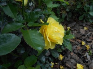 DSCN1671.jpg
