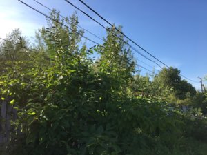 57F47E61-1170-4F7B-AE0C-3C5F82B936A0.jpeg