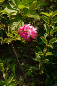 img-p-1090421_resize.jpg