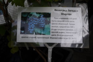 P1090537_resize.JPG