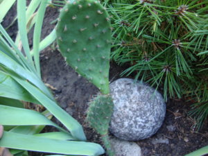 DSC07687.JPG