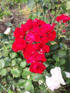20180908_123415.jpg