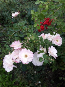 20180904_080228.jpg