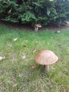 20180901_173305.jpg