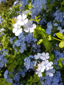 20180824_111215.jpg