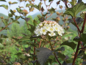 IMG_7590.JPG