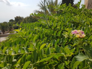 20180825_111815.jpg
