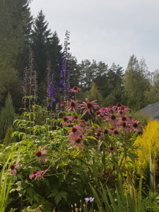 20180902_135940.jpg