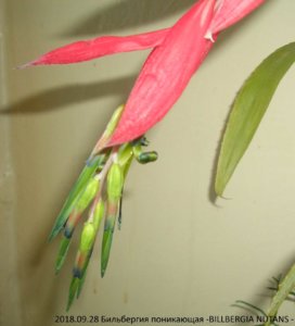 2018.09.28 Бильбергия поникающая -BILLBERGIA NUTANS - ф_ CIMG3374.jpg