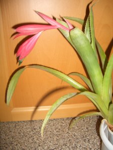 2018.09.23 Бильбергия поникающая -BILLBERGIA NUTANS -CIMG3341.JPG