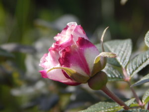 DSCN8730.JPG