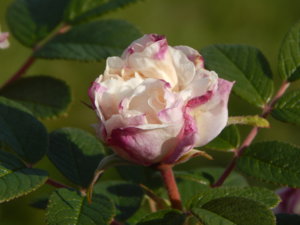 DSCN8733.JPG